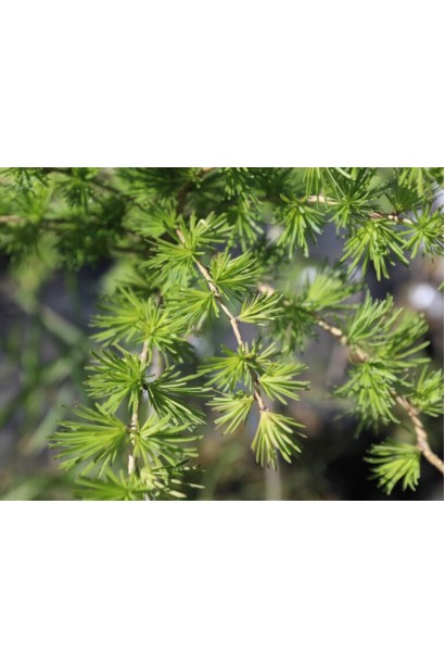 Larix decidua  Horstmann Recurved